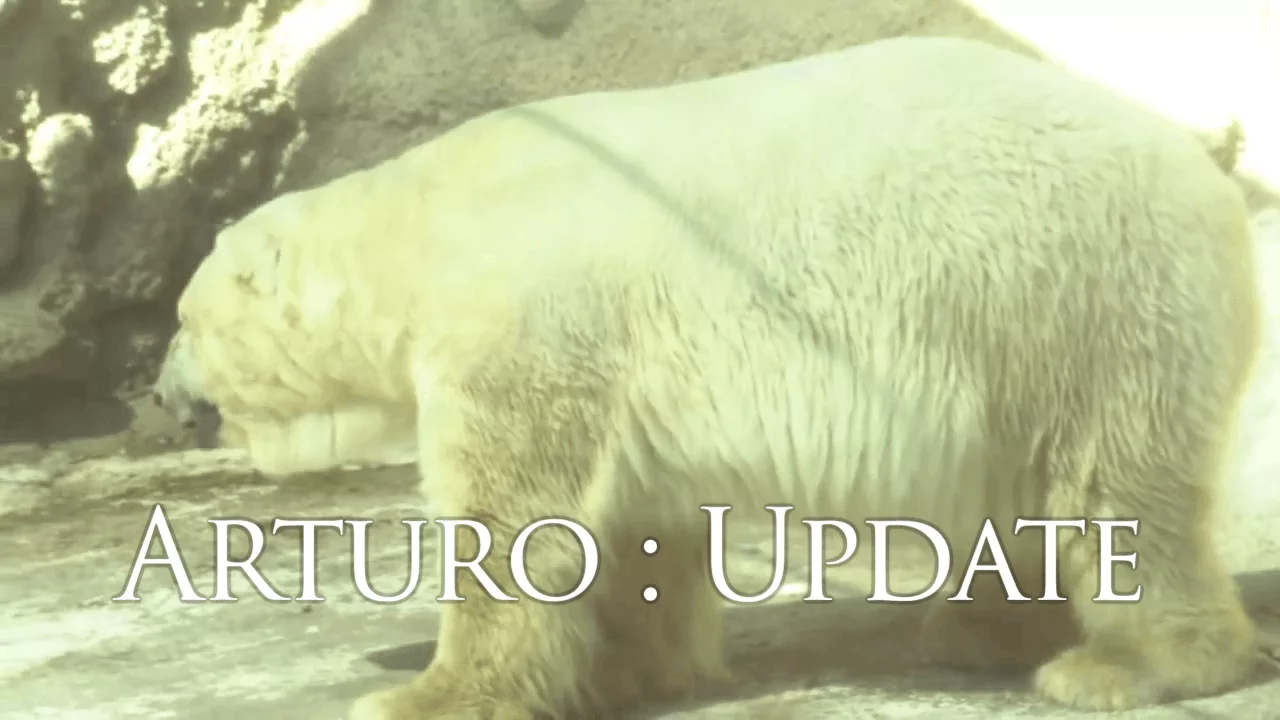 Arturo Update